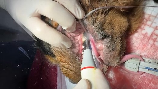 Canine Dental Scale & Polish! 🦷🪥 | Monto Veterinary Group