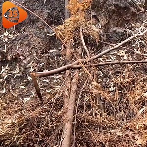 15 reactions · 4 comments | Puppy Was Crushed By 2 Fallen Trees - What Do You Do When You Meet A Dog That Has Almost Stopped Breathing. | Cat Lovers In The World | Facebook