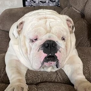 10K views · 889 reactions | Poor Bug learns the hard way - if you’re gonna laugh at the women in your life, you’re gonna pay! Oh Augie & Gigi... | Augie Doggy’s Place | Facebook