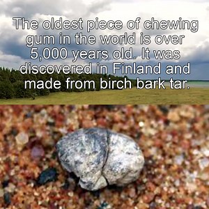 The oldest piece of chewing gum in the world | TFD Supplies