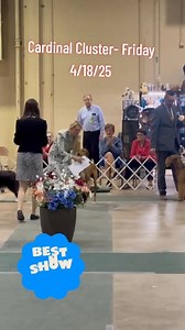 CARDINAL CLUSTER- Friday - Best in Show and Best in Show NOHS ⭐️ 4/18/25 #ADF #AKC #NOHS #Doberman #dobermanpinscher #Husky #siberianhusky #azawakh #Schnauzer #minischnauzer #shihtzu #aussie #australianshepherd #Schipperke #cockerspaniel #airedale #afghanhound #gwp #chow #chowchow #papillion | American Dog Fancier