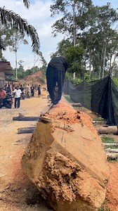 467K views · 6.4K reactions | Such a massive log, destined to become a Pacu Jalur racing boat. #PacuJalur #TraditionalBoat #BoatBuilding | Kuantanesia | Facebook