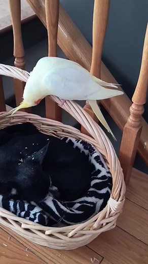 #mignonneriedujour #funnyanimals #mignon #cuteanimals #cockatiel #lutino #perrot #chihuahua | Thomaly Métivier