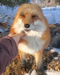 16 reactions | Credit @saveafox_rescue #fox #rescue | Beautiful Houses and Buildings | Facebook