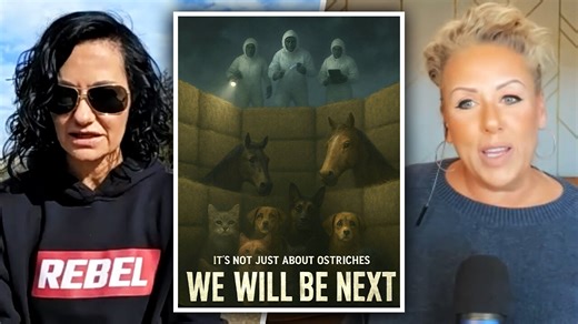 MLA Dallas Brodie demands answers into planned cull of 400 healthy ostriches