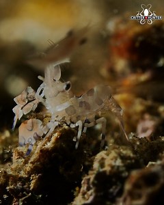 When they hatch, baby harlequin shrimp are only a few millimeters long. They look quite different from their adult form, and it takes a few molts before they develop their characteristic blue and orange coloration. Scuba diving Philippines with Critter Republic Dive Center Additionally, harlequin shrimp are sexually dimorphic, meaning males and females look different, especially when they mature. Males are typically smaller and more slender than females, but as babies, they all look pretty simil