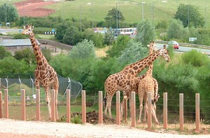 A Zoo Is Facing Calls for Closure After Hundreds of Animal Deaths
