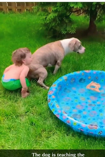 The dog is tearing the young man some old tricks 🤣😂#dogsoftiktok #fyp #lovedogs #puppy #cutedog #funnydog