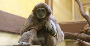 Mangoes off menu for lonely primates, as Ukraine zoo struggles in lockdown – media