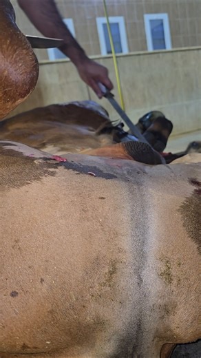 Professional Butcher cow skin cutting skills 😱#shorts #foryou #viral #video