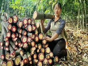 18K views · 903 reactions | Harvest rare medicinal herbs to sell at the market | Crafty Brushcraft | Facebook