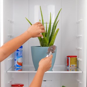 1M views · 4.4K reactions | ¡Secreto de aloe vera para la rutina de belleza diaria!  | Ideas en 5 Minutos ME GUSTA | Facebook