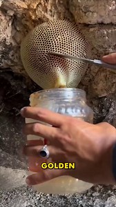 Comb to Jar, Pure Honey ＃RawHoney ＃NaturalHarvest ＃BeeGold | YNP Media