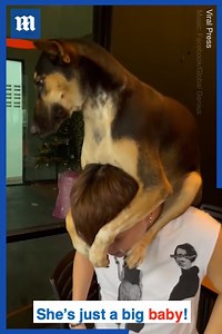 You can't tell me dogs aren't just like kids! 🤦😂🐕 | Daily Mail Video