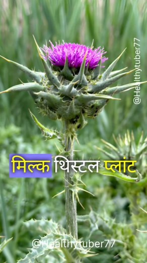 13K views · 34 reactions | Health of benefits milk thistle plant . . . . #reelviral #reels #reelsinstagram #viralreels #milkthistle #milkthistlebenefits | Healthytuber | Facebook