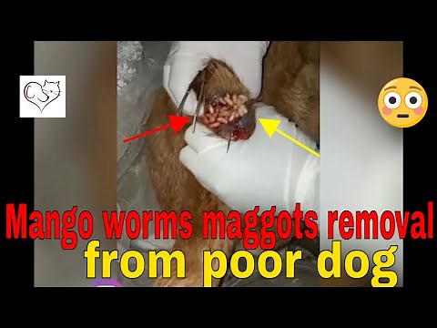 Mango worms maggots removal from poor dog