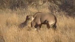 Hyena Harasses Family Cheetah. Cheetah Loses Prey To Hyena - Cheetah, Hyena, Elephant | PAK Hunting | Facebook