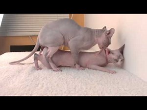 Sphynx cats mating