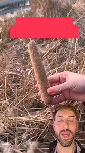 89K views · 2.1K reactions | Flor de Totora o Taboa? Para que sirve ? #plantas #ACUATICAS #jardin #naturaleza | Planeta Jardin | Facebook