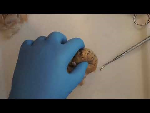Sheep Brain Dissection