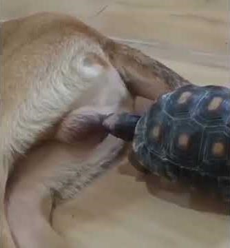 Tortoise bites dog balls