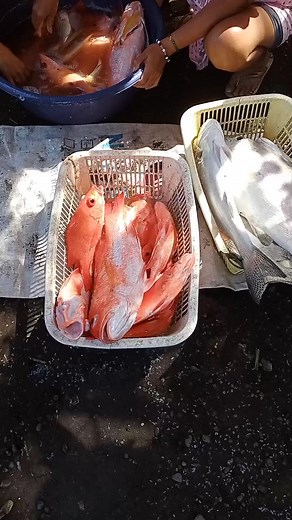 2K views · 18 reactions | #mayamaya #lutjanus #lutjanidae #alatan #freshfish #bottomsetlongline #sweetandsourfish #facebookstarsmonetization #facebookreelsads #adsonreels #fbreels #facebookreelsbonus #fbreelsvideo #fbreelsviral #foryoupagereels #facebookreelsmonetization #reelsvideo #facebookreels #fyp #foryou | Jerome A. Corpuz | Facebook