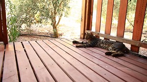 21 temmuz 2023 - olympos - antalya - ev halkı | Lost olympos