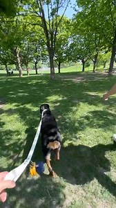 18 reactions | Classic white on a play date 懶 Don’t worry! Our collars and leashes are easy to clean and never stains ✨ #ColoursByEmma #dogleash #doglover #dogfamily #thisgirlemma #reelsfb #rottweiler . : @this_girl_emma_ | This Girl Emma | Facebook