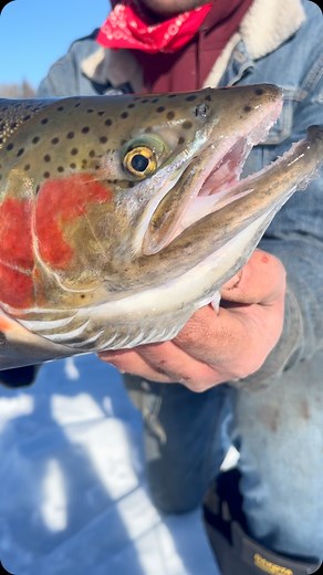 Giant male rainbow! Hadn’t even fishing punching holes and this slob of a Bow 🌈 hit the ice! #stockedtrout #rainbow #trout #fishing #remote #outdoorsman #icefishingnation #hardwater | Spencer Lobe