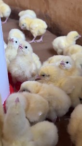 Brooding 200 Day Old Broiler Chicks for my client #broilerfarming #broiler #chicken | Denis Duke