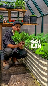 2.4K views · 1K reactions | Harvesting gai lan (Chinese broccoli) today — crisp, tender, and packed with nutrients. Perfect for stir-fries, steaming, or simple garlic sauté. #garden #daily #eatfresh | Plantedinthegarden | Facebook