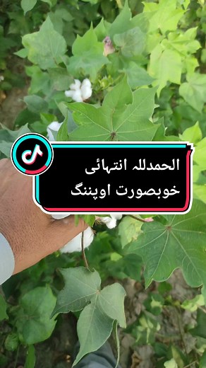 Zulqarnain chattha on TikTok