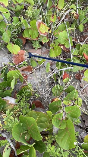 1K views · 23 reactions | July 5th is often the dirtiest day on our beaches  Let's keep our coastlines clean and protect marine life!  What you can do: Bring a reusable bag to collect trash. Dispose of fireworks properly. Avoid single-use plastics. Join or organize a beach cleanup. Every small action counts! #CleanBeaches #BeachCleanup #ProtectOurOceans #MarineConservation #FloridaOceanographic #July5th #KeepItClean #SustainableLiving | Florida Oceanographic Society | Facebook