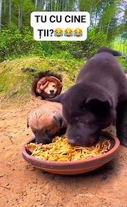 21K views · 56 reactions | Cu cine tii? #romania #viralvideo | Made in Romania | Facebook