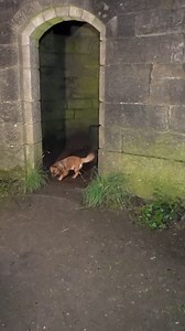 16K views · 195 reactions | Abandoned Castle Found at Night gives "Silent Hill" Vibes #horror #castle #urbanex #exploring #pets | Exploring With Fighters | Facebook