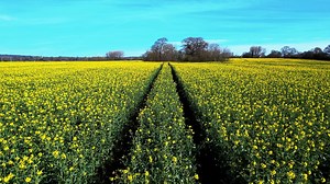 Oilseed Rape