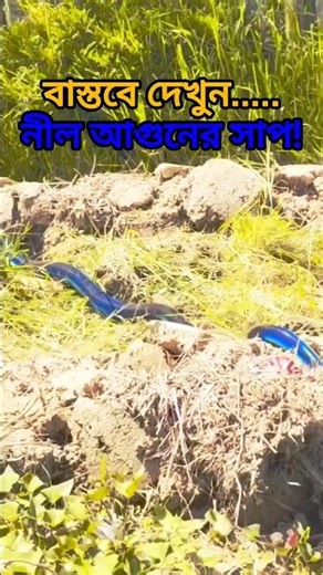 Highland Ghost Python | Simalia boeleni Is it really the most mysterious snake in the world? 🐍🌫️