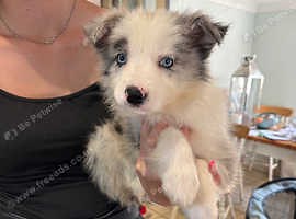 Border Collie puppies