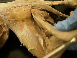 Cat Muscle Dissection