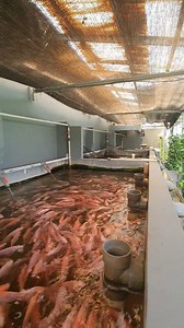 Sistem RAS untuk semua orang, tanpa perlu latar belakang perikanan, tanpa memerlukan waktu yang lama untuk maintenance, dan tanpa aplikasi molase dan probiotik dengan takaran tertentu. Memaksimalkan lahan sempit untuk hasil panen yang optimal. Mau belajar sistem RAS? Ada 2 caranya: 1. Belajar dari video-video Youtube NilaKu ID 2. Ikut pelatihan yang kami adakan, berisi semua rangkuman teknik RAS untuk pemula hingga level mahir. Minat ikut pelatihan? Hub.0817894524 ========= The RAS system for ev