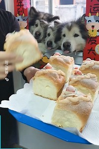 16M views · 10K reactions | These spoiled dogs eat better than me!!  | The Woof World | Facebook