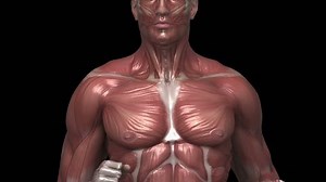 Running Muscular Man Visible Muscles Front: Video có sẵn (100% miễn phí bản quyền) 13064126 | Shutterstock