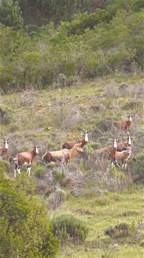 9.1K views · 331 reactions | Blesbok Safari in South Africa VISIT BUCK ON FACEBOOK, TWITTER, INSTAGRAM, YOUTUBE VIMEO, TUMBLR, TIKTOK, RUMBLE, THREADS, & BUCKMCNEELY.COM #hunting #fishing #africa #southafrica #blesbok #antelope #animals #travel #adventure #safari #explore #nature #food | The Outdoorsman with Max McNeely | Facebook