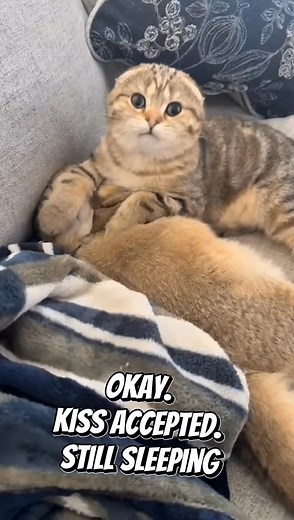 Cuddle, kiss, fight, repeat — inseparable Scottish Fold brothers PurrfectlyFold.com #scottishfold #PurrfectlyFold #CuteKittens | PurrfectlyFold Scottish Fold Cattery