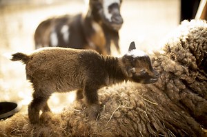 Animals at Spencer-Peirce-Little Farm | Historic New England