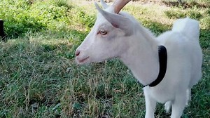 Funny Adult White Goat Horns Looks Stock Footage Video (100% Royalty-free) 1076993135 | Shutterstock