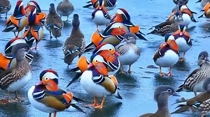 5.9K views · 89 reactions | Check out the latest #love story  unfolding in Weihai of China, #Shandong province! Flocks of wintering mandarin ducks 閭, known as "love birds" in Chinese culture, have been recently spotted, bringing a burst of color and romance to the chilly #winter landscape. 朗 #BeautifulShandong #NatureBeauty Green China Discover Beautiful China | Beautiful Shandong | Facebook