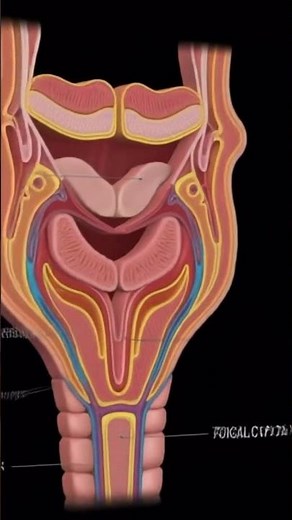 Pharynx: The 3D Anatomy Explained