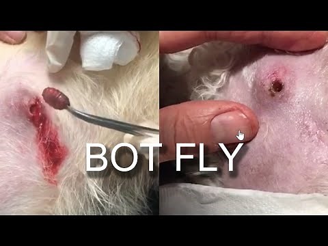 Bot Flies on Lips, Removal and Larva! BIGGEST Bot Fly