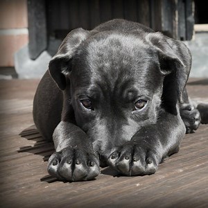 Rescue Me: A poem for animal rescuers - PetsWeekly.com